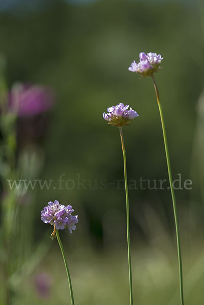 Sand-Grasnelke (Armeria maritima subsp. elongata)