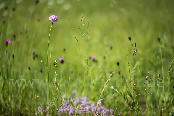 Sand-Grasnelke (Armeria maritima subsp. elongata)