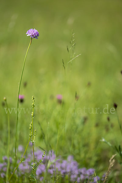 Sand-Grasnelke (Armeria maritima subsp. elongata)