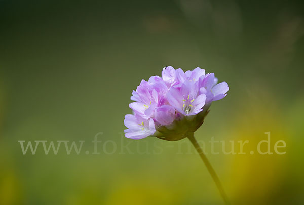 Sand-Grasnelke (Armeria maritima subsp. elongata)