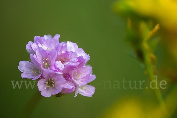 Sand-Grasnelke (Armeria maritima subsp. elongata)