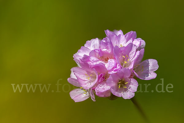 Sand-Grasnelke (Armeria maritima subsp. elongata)