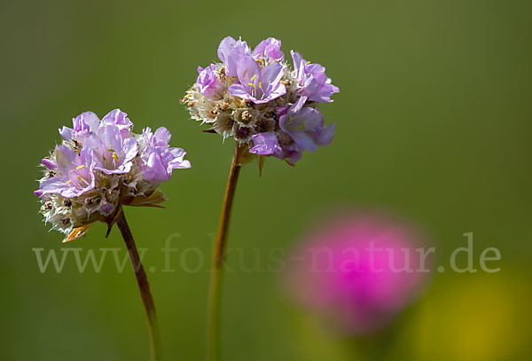 Sand-Grasnelke (Armeria maritima subsp. elongata)