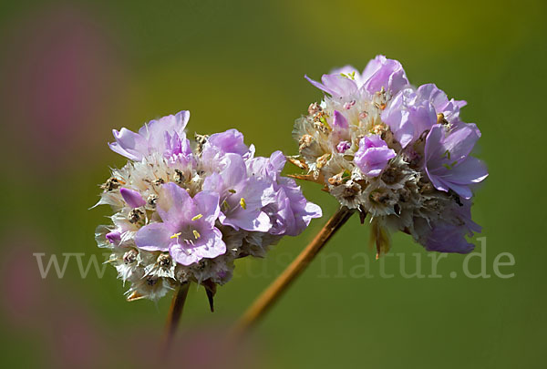 Sand-Grasnelke (Armeria maritima subsp. elongata)