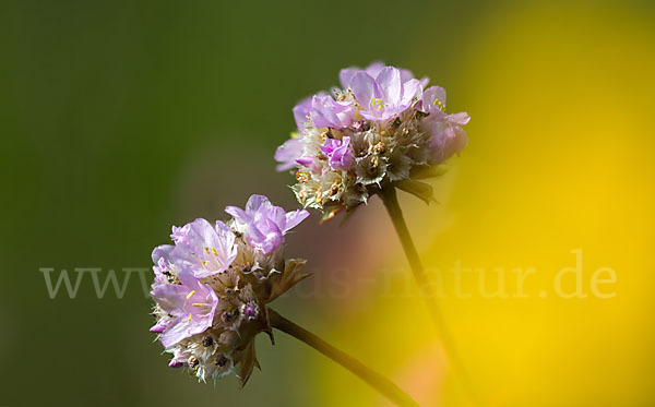 Sand-Grasnelke (Armeria maritima subsp. elongata)