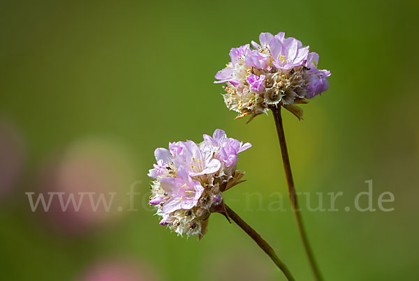 Sand-Grasnelke (Armeria maritima subsp. elongata)