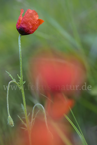 Sand-Mohn (Papaver argemone)