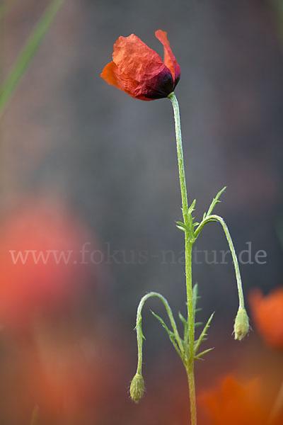 Sand-Mohn (Papaver argemone)