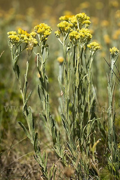 Sand-Strohblume (Helichrysum arenarium)