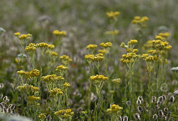 Sand-Strohblume (Helichrysum arenarium)