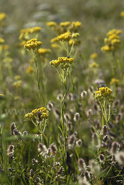 Sand-Strohblume (Helichrysum arenarium)