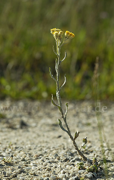 Sand-Strohblume (Helichrysum arenarium)