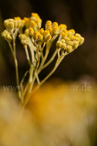 Sand-Strohblume (Helichrysum arenarium)