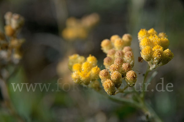 Sand-Strohblume (Helichrysum arenarium)