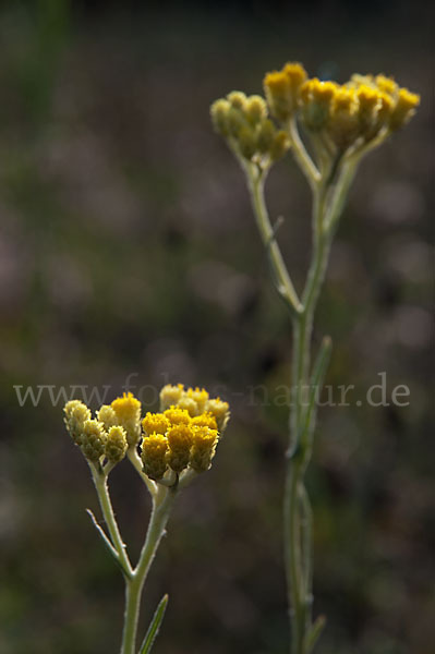 Sand-Strohblume (Helichrysum arenarium)