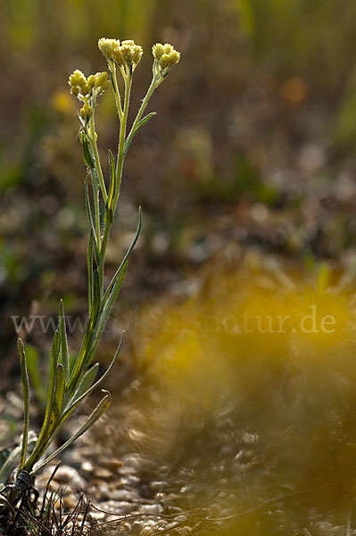 Sand-Strohblume (Helichrysum arenarium)