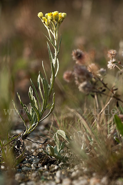 Sand-Strohblume (Helichrysum arenarium)