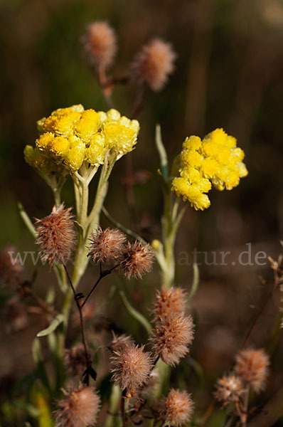 Sand-Strohblume (Helichrysum arenarium)