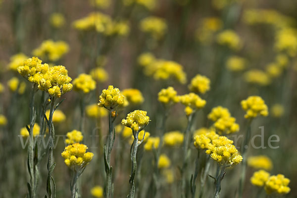 Sand-Strohblume (Helichrysum arenarium)