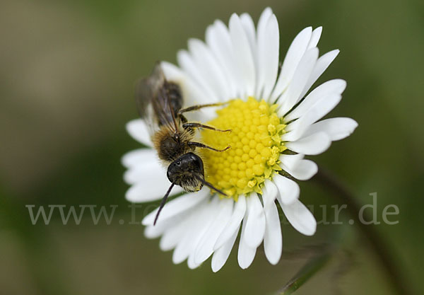 Sandbiene spec. (Andrena helvola)