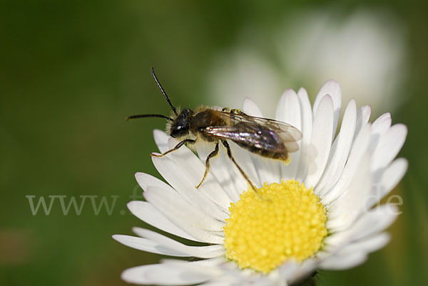 Sandbiene spec. (Andrena helvola)