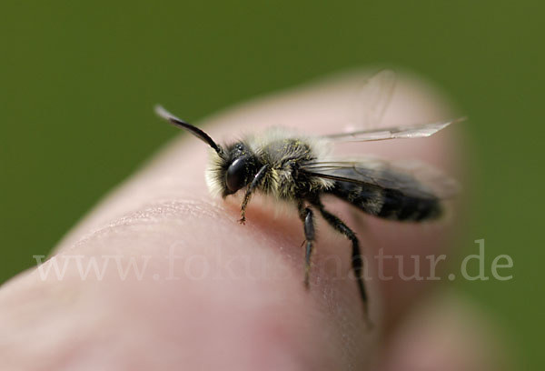 Sandbiene spec.1 (Andrena praecox)