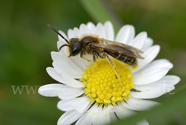 Sandbiene spec.2 (Andrena chrysosceles)