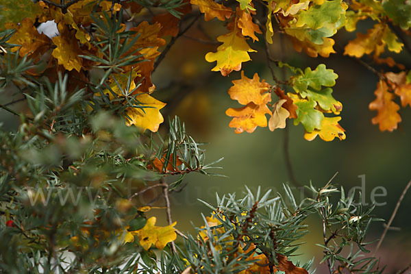 Sanddorn (Hippophae rhamnoides)