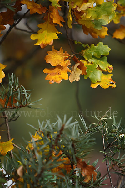 Sanddorn (Hippophae rhamnoides)