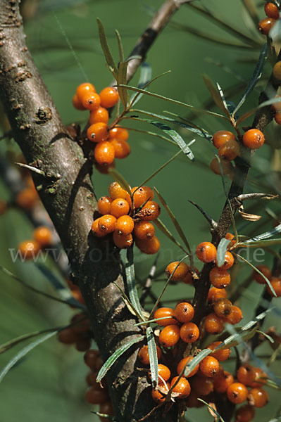 Sanddorn (Hippophae rhamnoides)