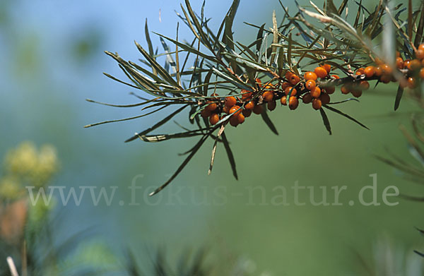 Sanddorn (Hippophae rhamnoides)