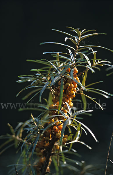 Sanddorn (Hippophae rhamnoides)