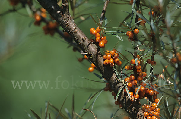 Sanddorn (Hippophae rhamnoides)