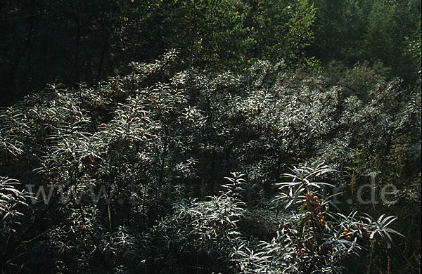 Sanddorn (Hippophae rhamnoides)