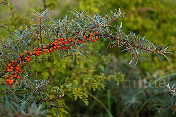 Sanddorn (Hippophae rhamnoides)