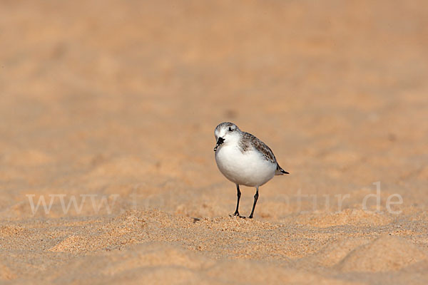 Sanderling (Calidris alba)