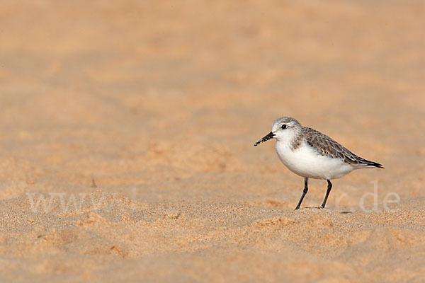 Sanderling (Calidris alba)