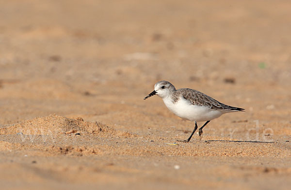 Sanderling (Calidris alba)