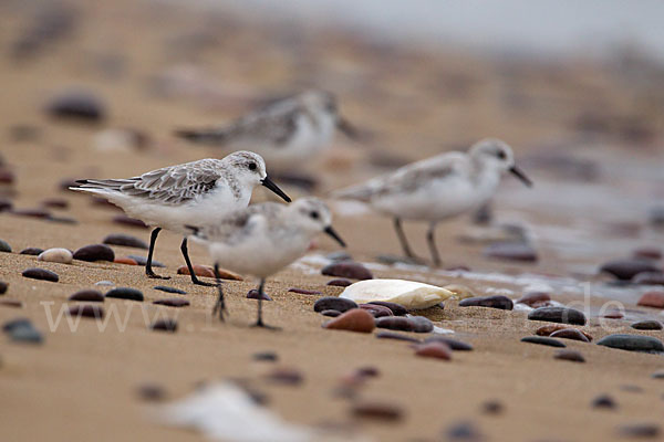 Sanderling (Calidris alba)