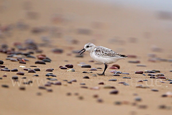 Sanderling (Calidris alba)