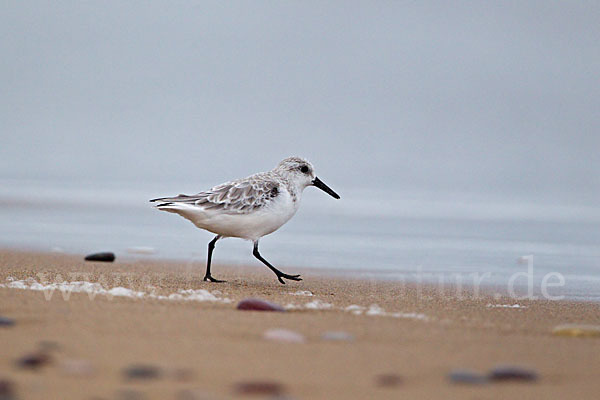 Sanderling (Calidris alba)