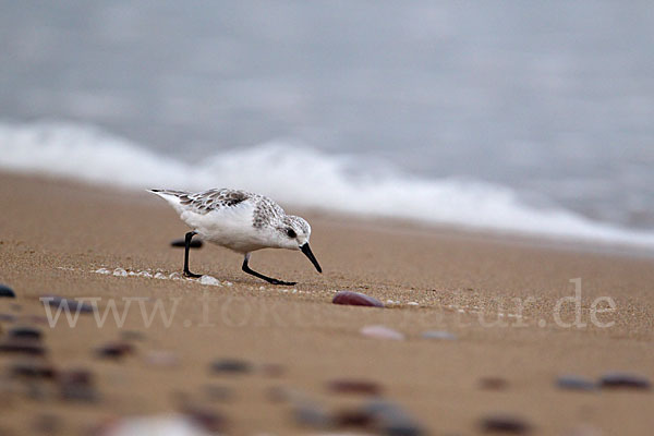 Sanderling (Calidris alba)