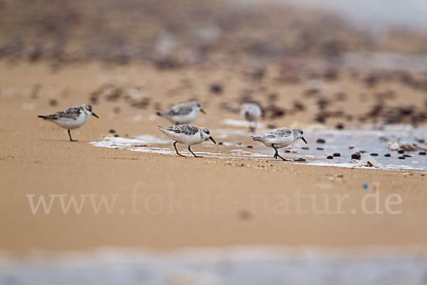 Sanderling (Calidris alba)