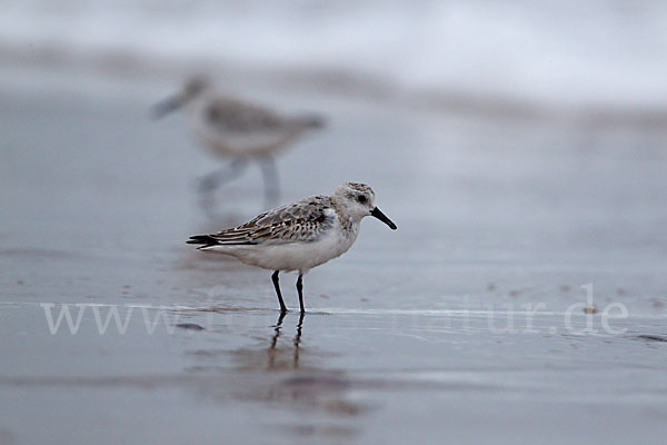 Sanderling (Calidris alba)