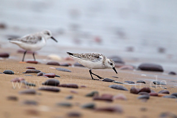 Sanderling (Calidris alba)