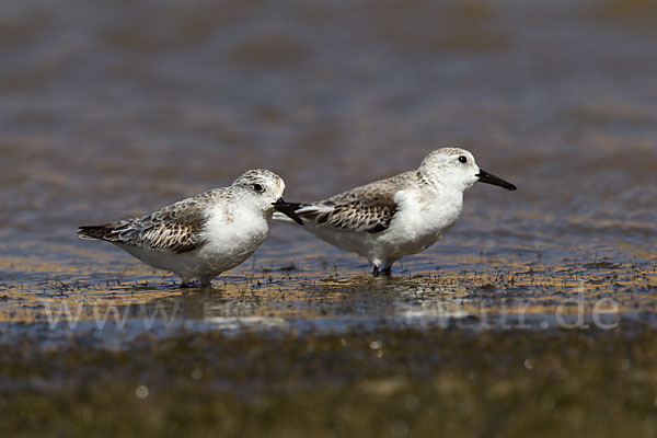 Sanderling (Calidris alba)