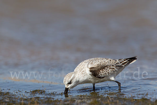 Sanderling (Calidris alba)