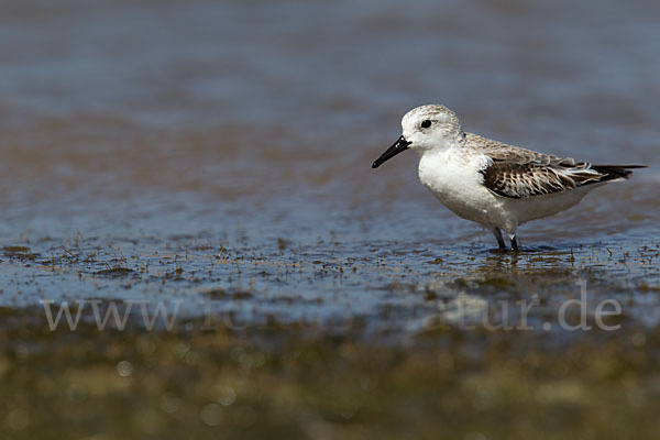 Sanderling (Calidris alba)