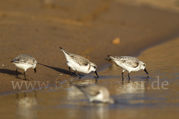 Sanderling (Calidris alba)