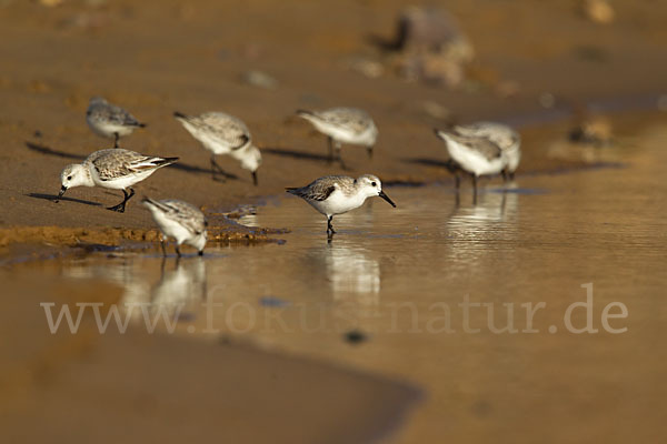 Sanderling (Calidris alba)